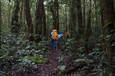 Rear view of hikers walking in forest