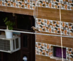 Low angle view of bird perching on wood against building