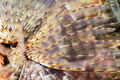 High angle view of fish underwater