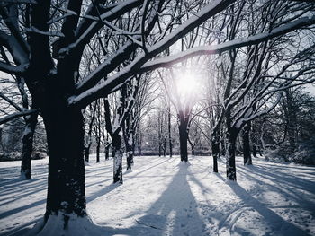 Road passing through bare trees