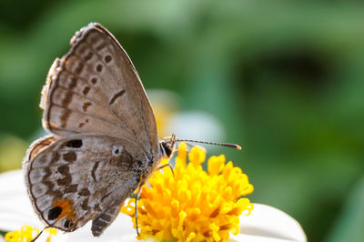 Close-up of butterfly pollinating on flower