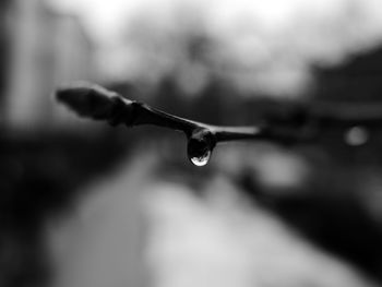 Close-up of water drops on leaf