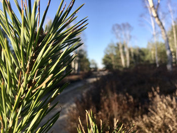 Close-up of pine trees on field during sunny day
