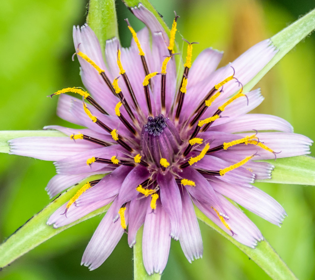 CLOSE-UP OF PURPLE CONEFLOWER FLOWER