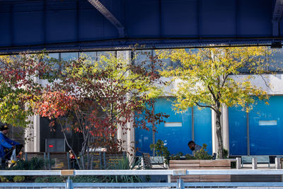 Trees by swimming pool during autumn