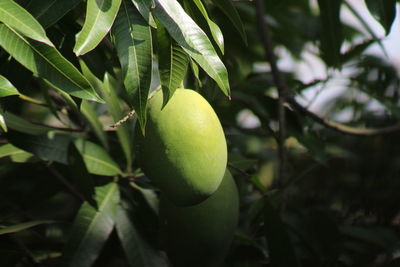 Close-up of apple growing on tree