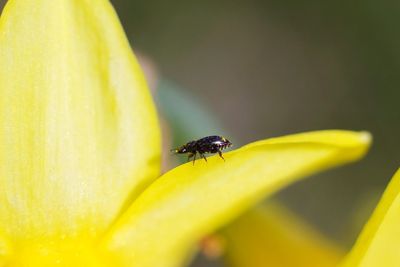 Close-up of insect on yellow flower