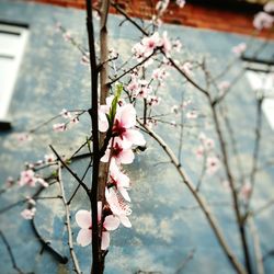 Low angle view of pink flowers on branch