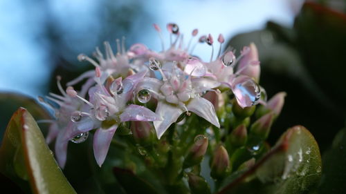 Close-up of water drops on pink flowers