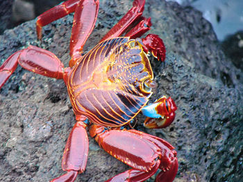 Close-up of crab on rock by sea