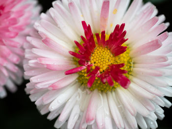 Close-up of pink daisy flower