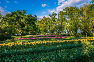 Scenic view of flowering plants on field against sky