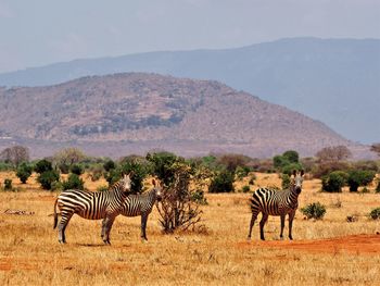View of zebra on field against mountain range