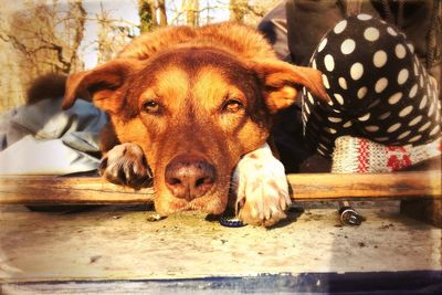 Close-up of person with dog relaxing outdoors