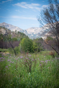 Scenic view of field and mountains against sky