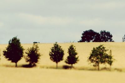 Trees on field against sky