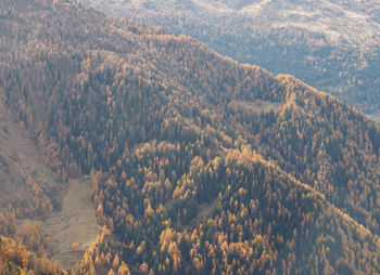 Orange yellow autumn larch trees forest with mountains. autumn or fall forest background.