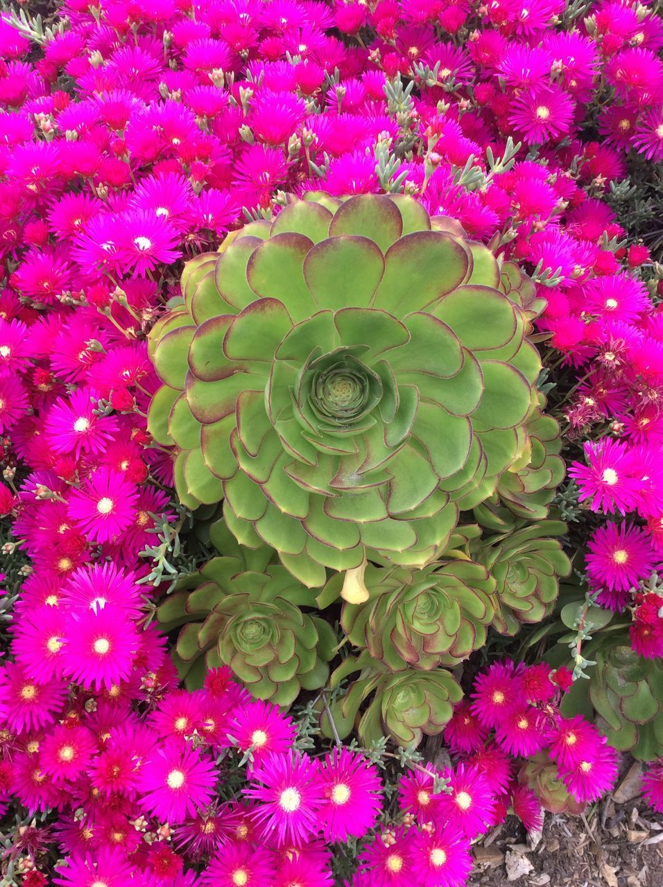 CLOSE-UP OF PURPLE FLOWERING PLANT