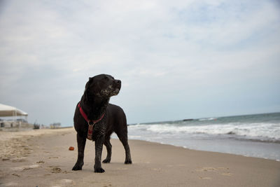 Rear view of dog on beach