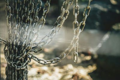 Close-up of frozen plant