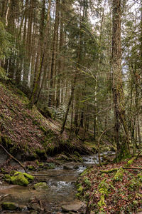 Trees growing in forest