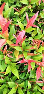 High angle view of leaves on plant