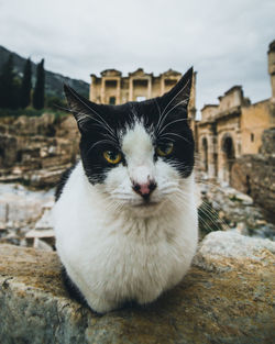 Cat with celsus library of ephesus at the backgound.