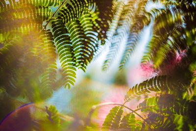 Close-up of blooming albizia