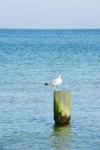 Seagull on wooden post in sea