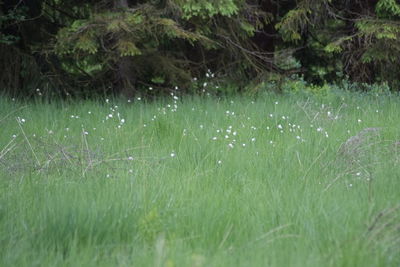 Close-up of grass on field