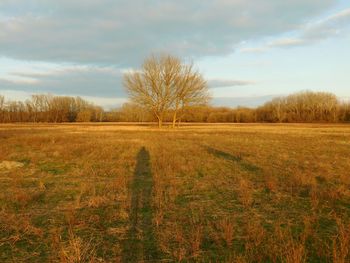 Scenic view of grassy field against sky