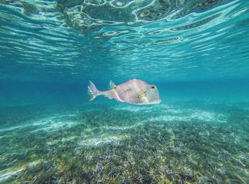 Fish swimming in sea