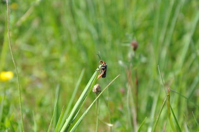 Close-up of insect on plant at field