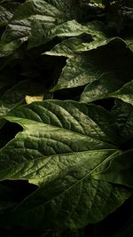 Full frame shot of fresh green plant