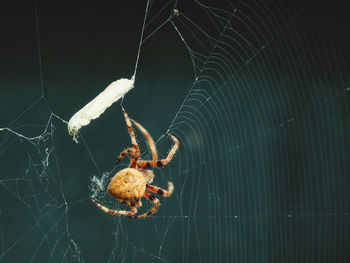 Close-up of spider on web hunting a butterfly