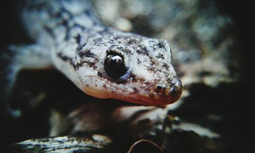 Close-up of lizard