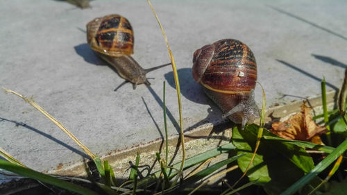 Close-up of snail on leaf