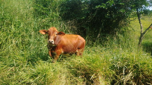 Cow standing in field