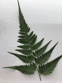 Close-up of wet plant