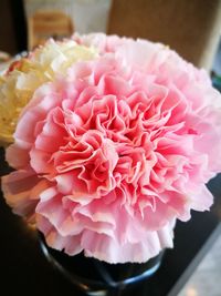 Close-up of pink flower