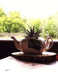 Close-up of potted plant on table