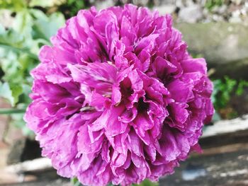 Close-up of purple flower blooming outdoors