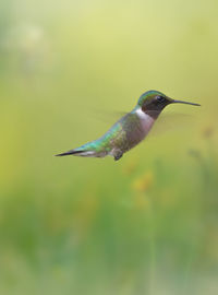 Close-up of bird flying