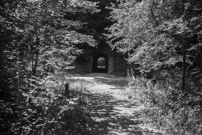 Footpath amidst trees