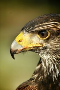 Close-up of kite looking away