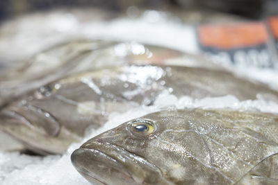 Close-up of fish for sale at market