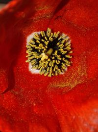 Close-up of red poppy