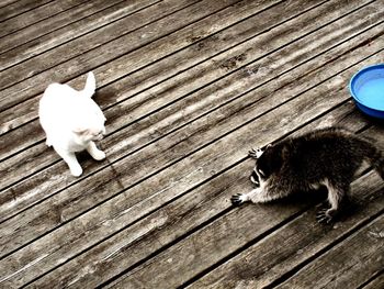 High angle view of cats on wooden table