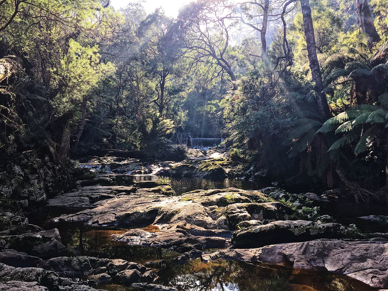 PLANTS AND ROCKS IN FOREST