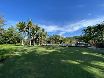 Palm trees in garden with swimming pool resort  against sky